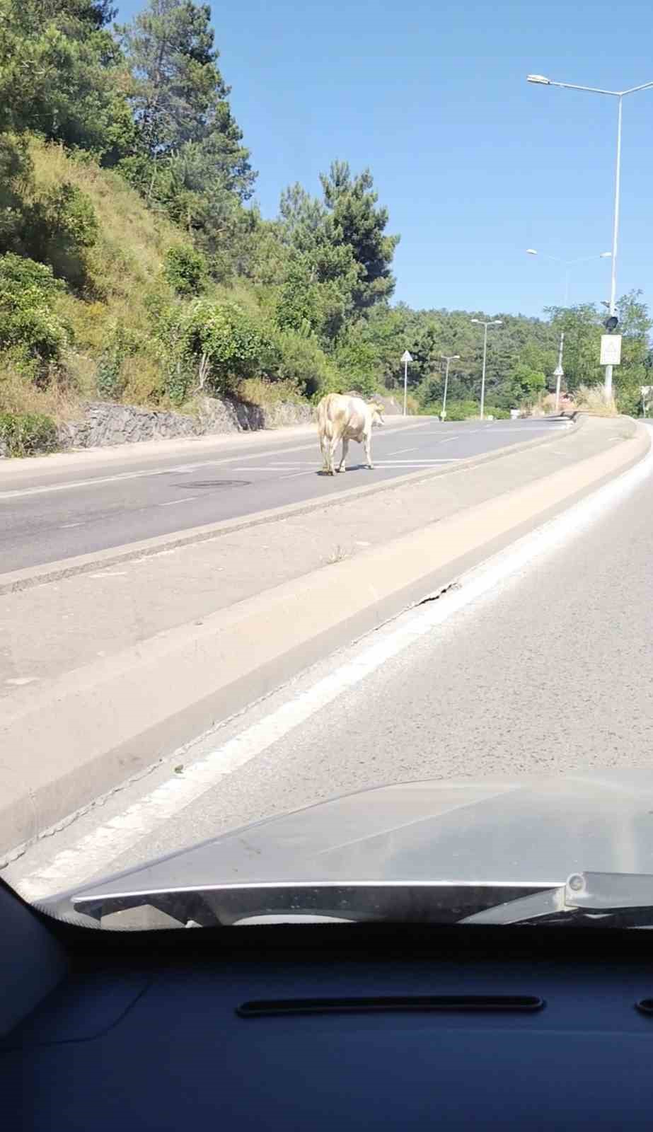 Ümraniye’de cadde ortasında başıboş inek görüntülendi
