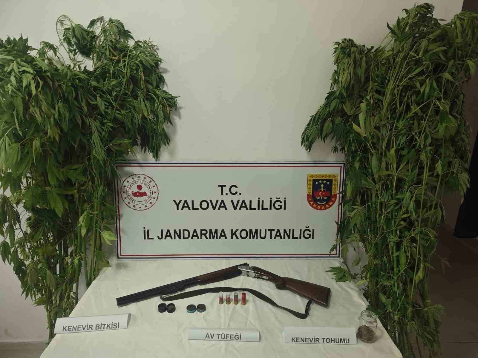 Yalova’da serada uyuşturucu operasyonu: 2 gözaltı
