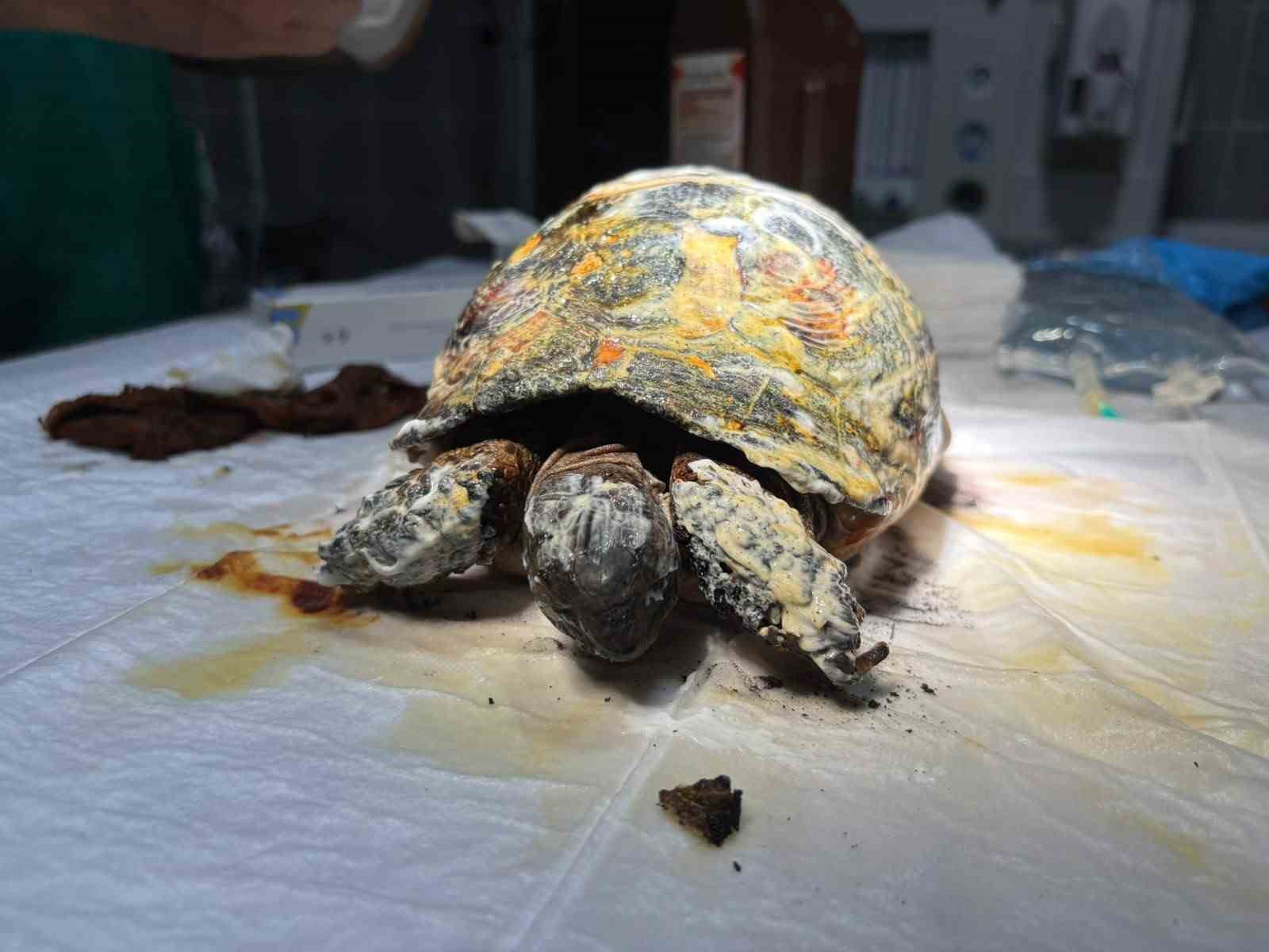 Yangında yaralanan kaplumbağa tedavi altına alındı
