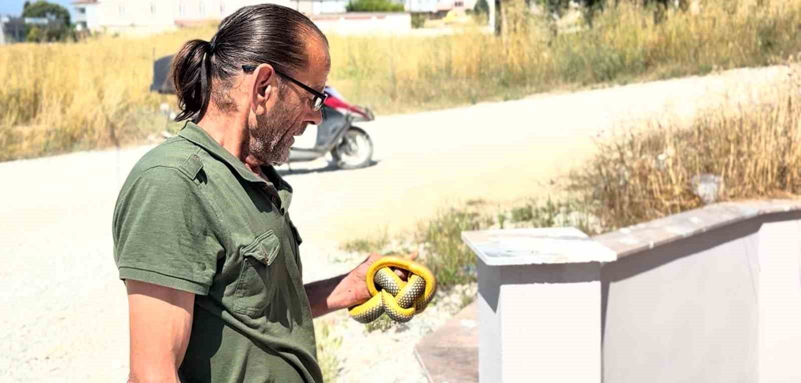 Yılanları çıplak elleriyle yakalayıp doğaya salıyor
