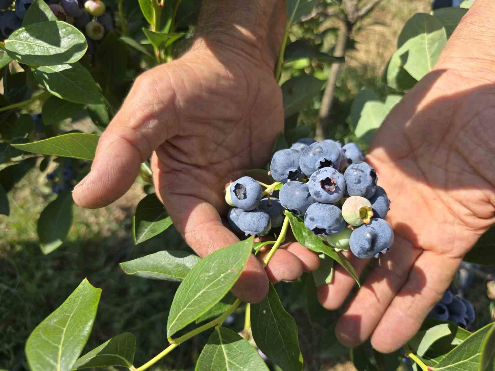 Yüzlerce ton üretim yapan çiftçi soğuk hava deposu istiyor
