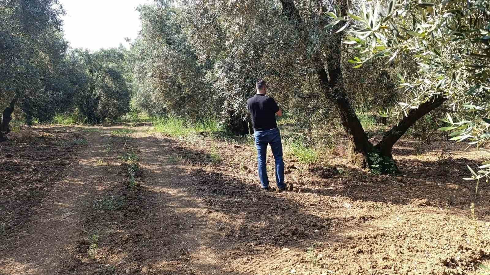Zeytin sineğine karşı entegre mücadele çalışmaları hız kesmeden devam ediyor
